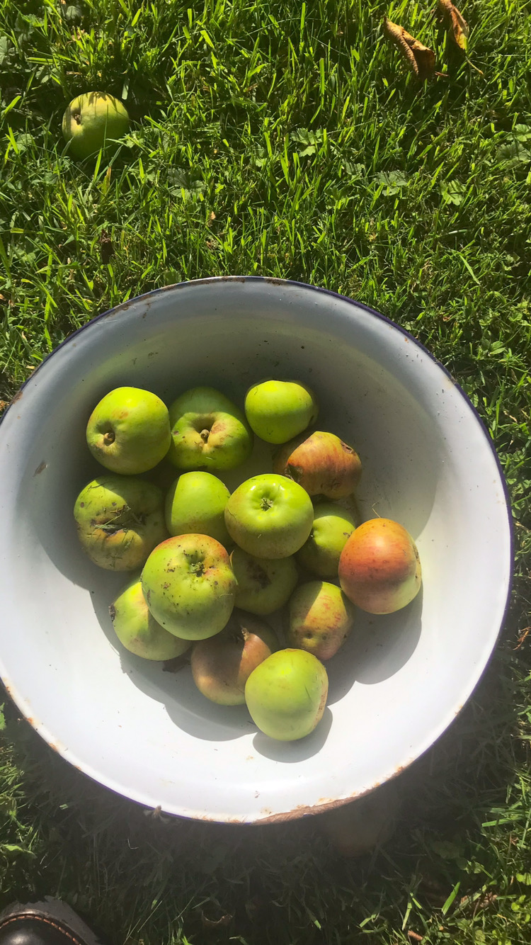 Apples in a bowl on grass.