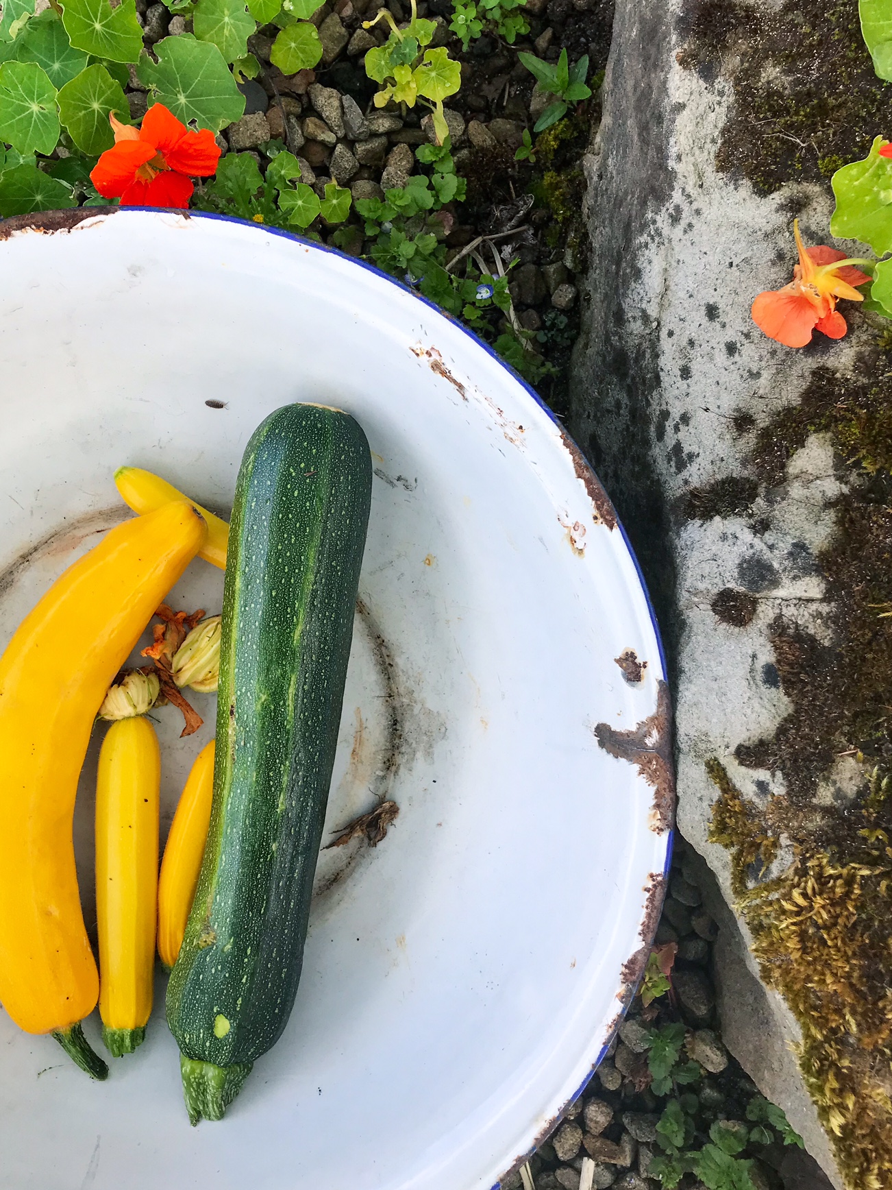 Courgettes in a bowl outside.