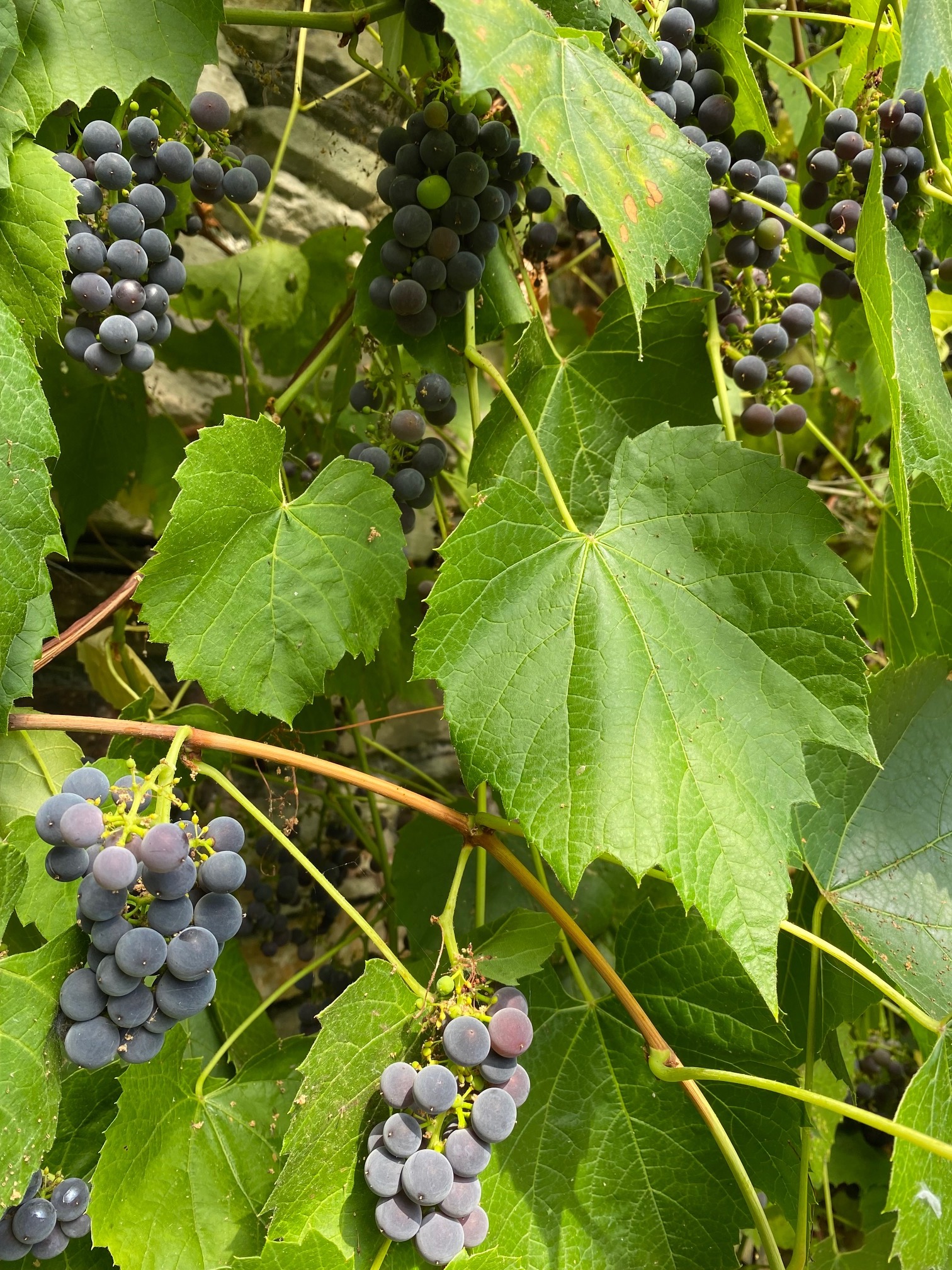 Grapes in the wild.